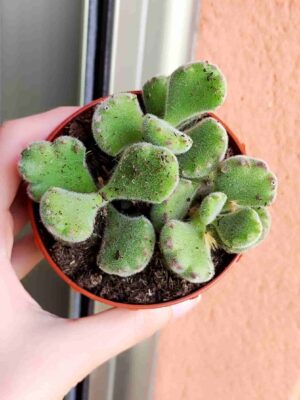 Cotyledon Tomentosa 8,5