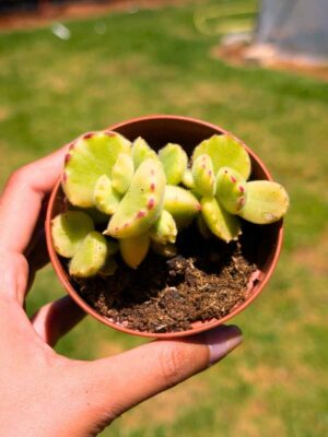 Cotyledon Tomentosa variegata 8,5