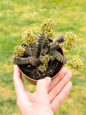 Crassula Jade Necklace 8,5
