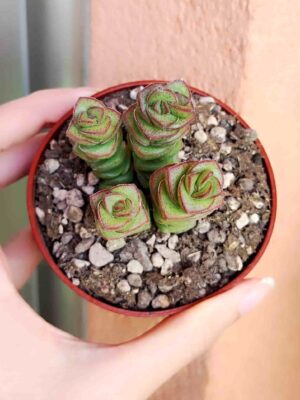 Crassula Jade Necklace 8,5