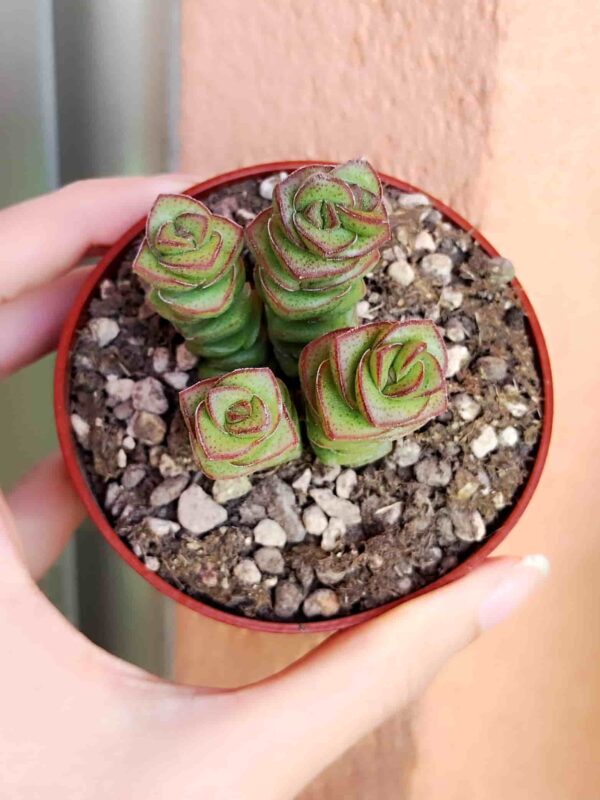 Crassula Jade Necklace 8,5