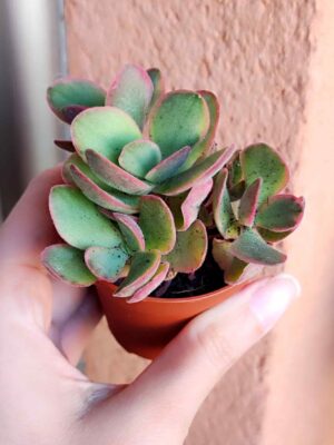 Crassula Money Maker 5,5