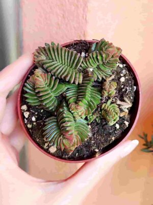 Crassula Starburst 8,5