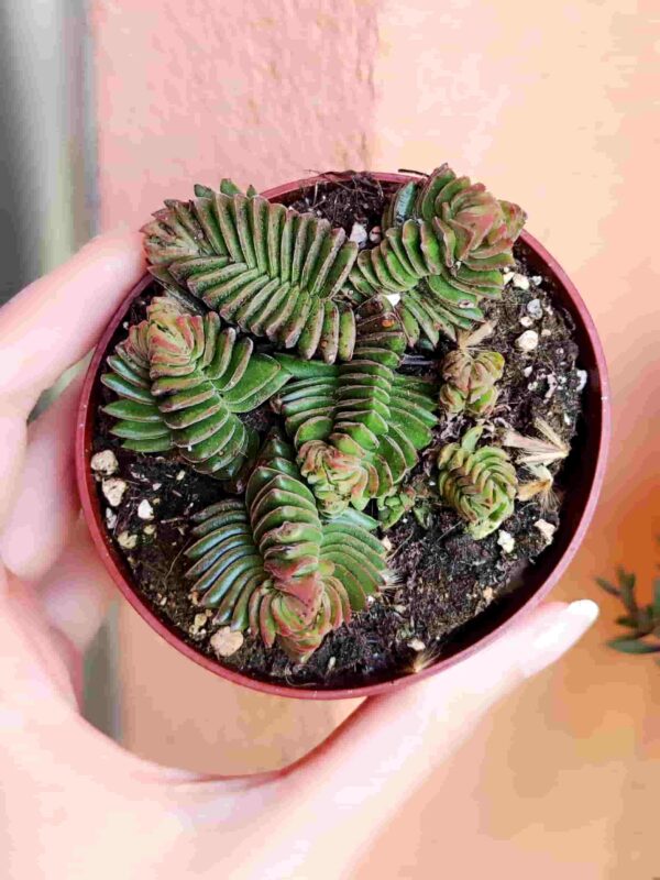 Crassula Starburst 8,5