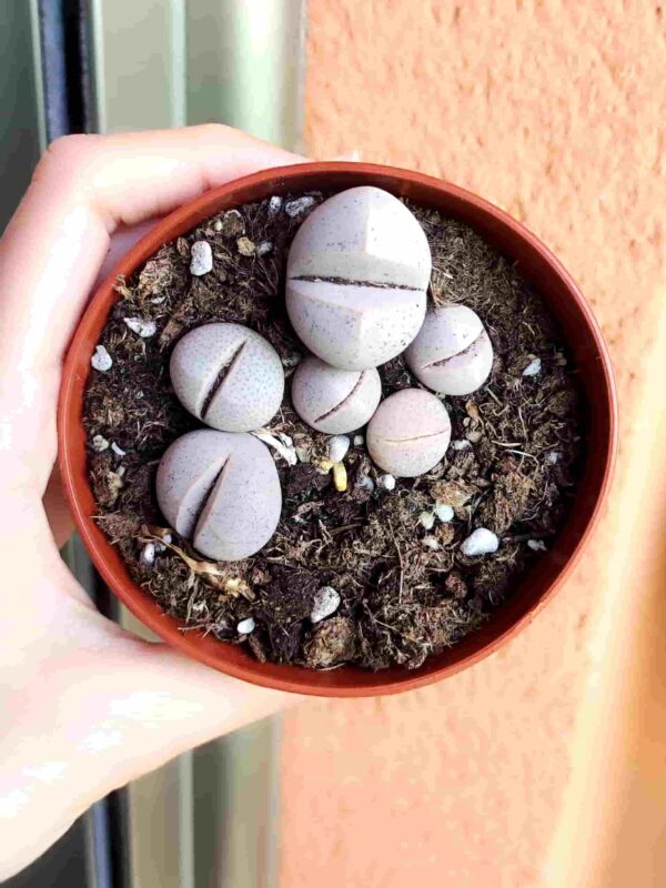 Dinteranthus Wilmotianus var Impunctatus