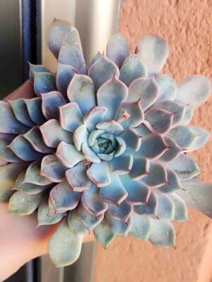 Echeveria Cuspidata Texensis 8,5
