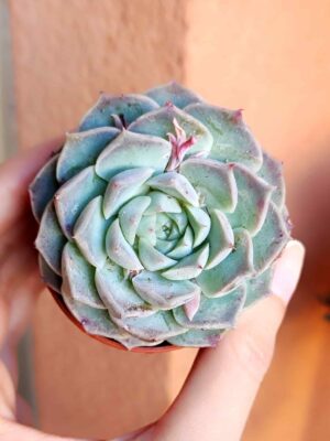 Echeveria Hyalina 5,5