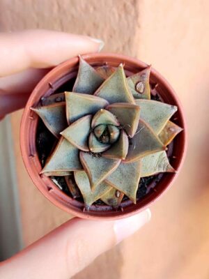 Echeveria Maya 5,5