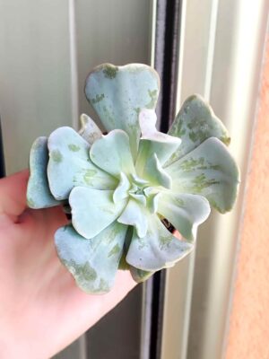 Echeveria Runyonii Topsy Turvy 5,5