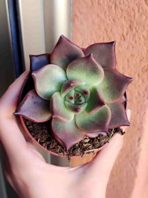 Echeveria Agavoides Taurus 8,5