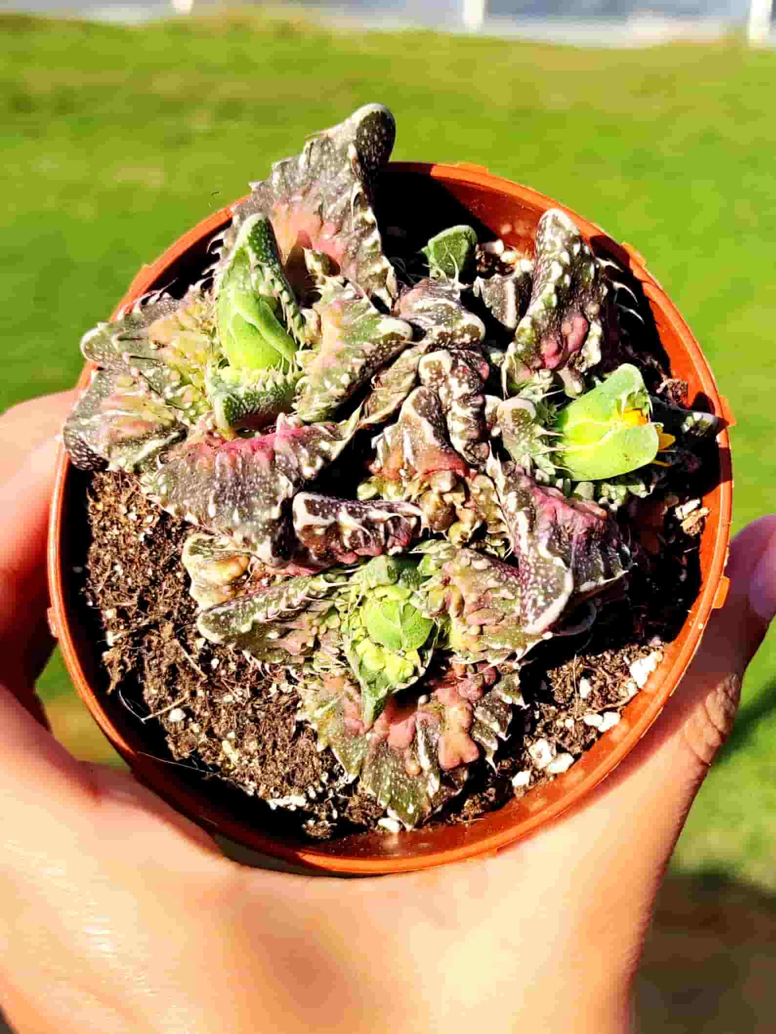 Faucaria Mounstrosa 8,5