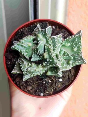 Faucaria Mounstrosa 8,5