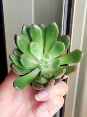 Graptoveria Bashful 5,5