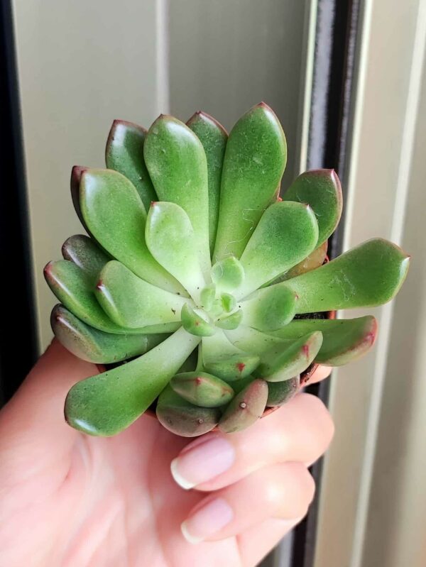 Graptoveria Bashful 5,5
