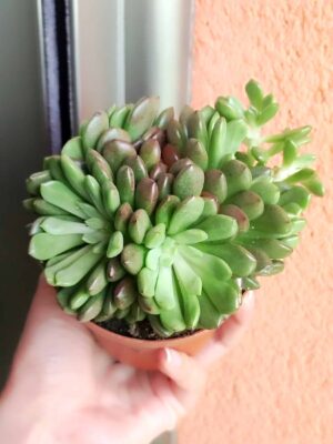 Graptoveria Bashful 8,5