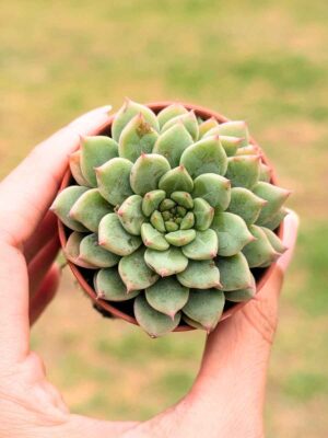 Graptoveria Margaret Reppin 5,5