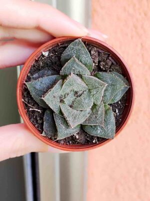 Haworthia Rosalinda 5,5