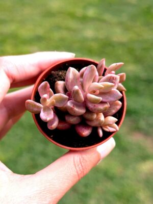 Lenopetalum Chocolate and Strawberries variegata 5,5