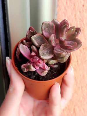 Lenopetalum Chocolate and Strawberries variegata 5,5