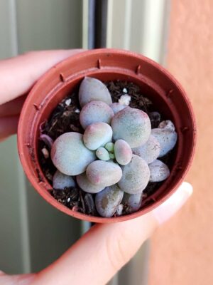 Pachyphytum Hybrid 5,5