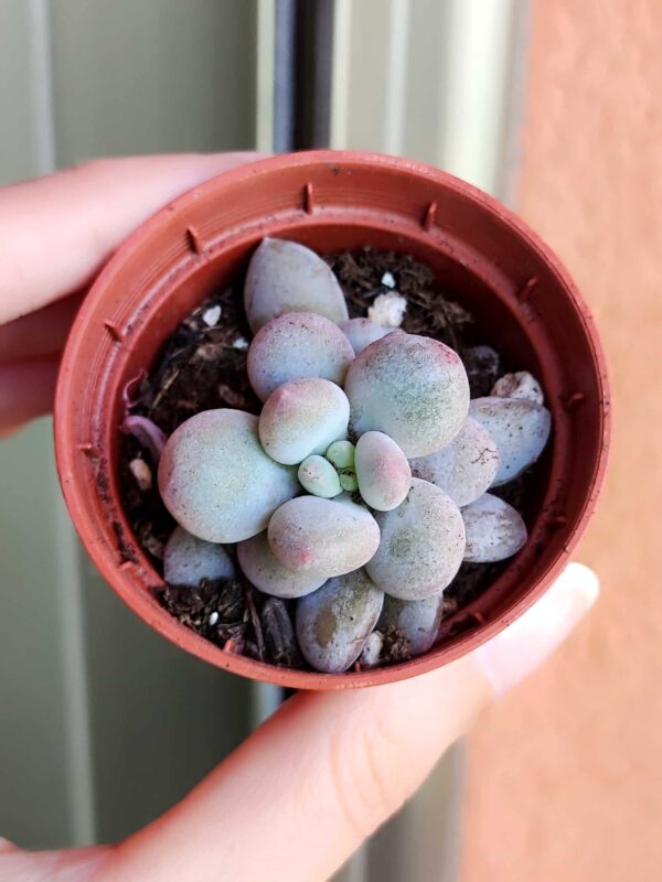 Pachyphytum Hybrid 5,5