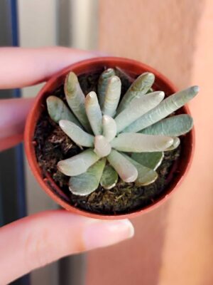 Senecio Haworthii Mont Blanc 5,5