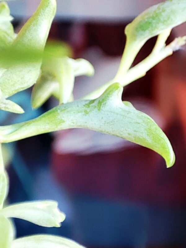 Senecio Peregrinus 15 - Imagen 2