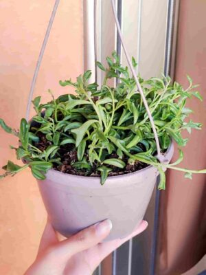 Senecio Peregrinus 15