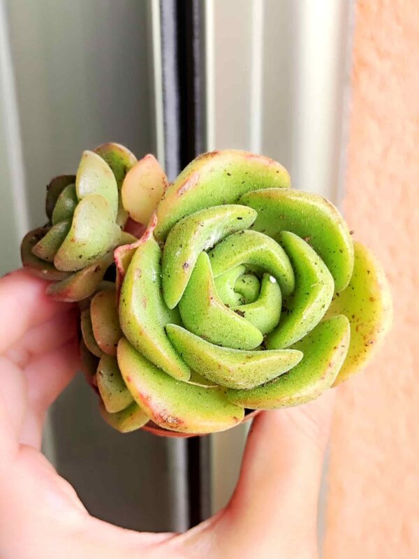 Aeonium Lily Pad 5,5