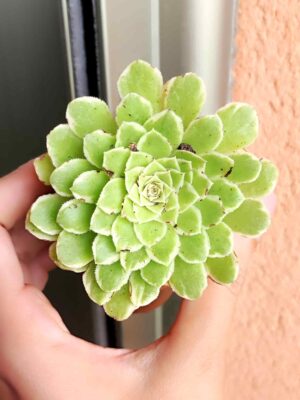 Aeonium Tabuliforme variegata 5,5
