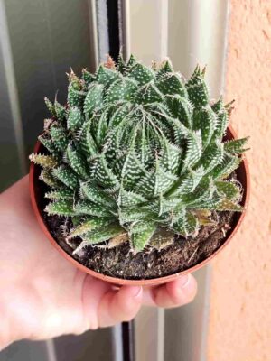 Aloe Aristata Decorum 8,5