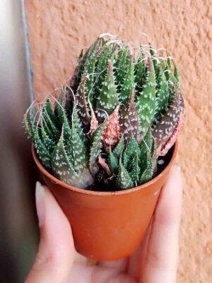 Aloe Aristata Lace Aloe 5,5