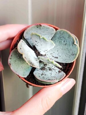 Cotyledon Undulata 5,5