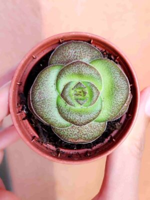 Crassula Hemisphaerica 5,5
