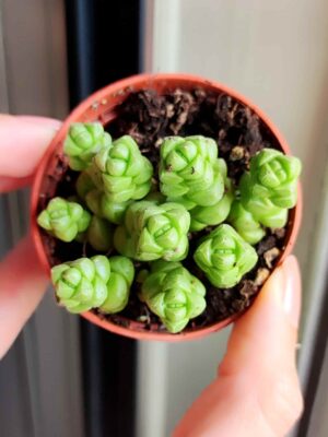 Crassula Marchandii 5,5