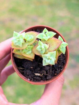 Crassula Perforara variegata 5,5