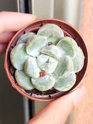 Echeveria Snow Bunny 5,5