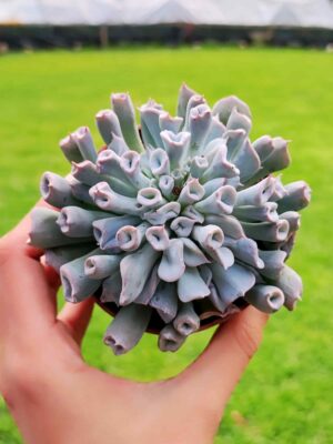 Echeveria Trumpet Pig Nose 8,5