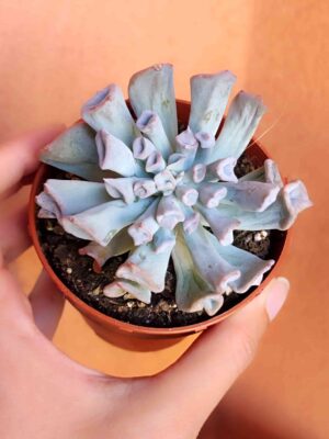 Echeveria Trumpet Pig Nose 8,5