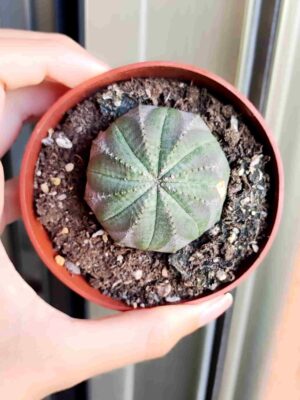 Euphorbia Obesa 8,5