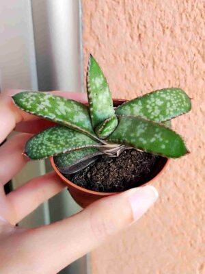 Gasteria Picta Formosa 5,5
