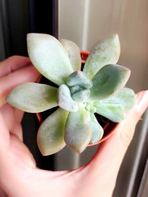 Graptoveria Opalina 5,5