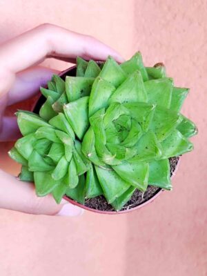 Haworthia Cymbiformis 8,5