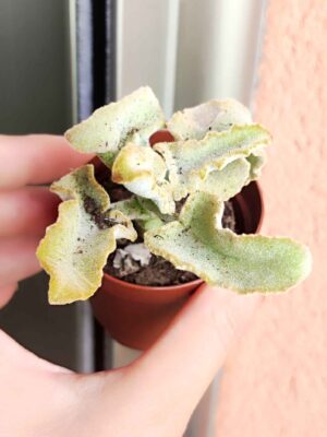 Kalanchoe Maltese Cross 5,5