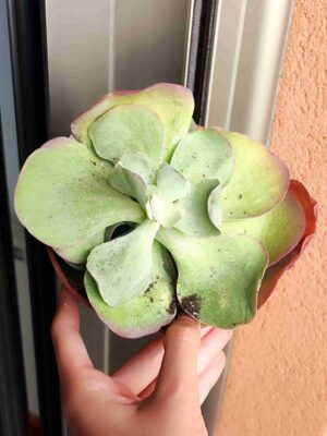 Kalanchoe Thyrsiflora 13