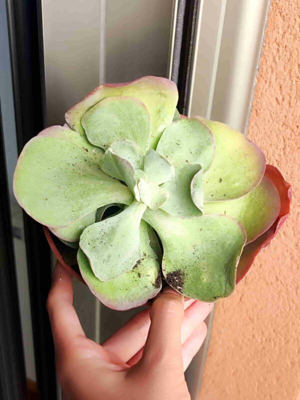 Kalanchoe Thyrsiflora 13