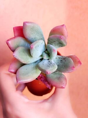 Pachyveria Cornelius 5,5