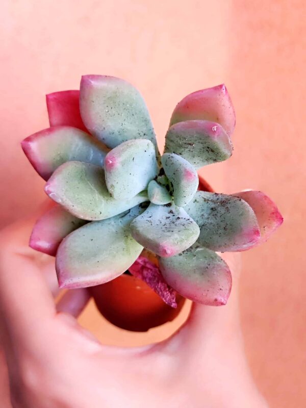 Pachyveria Cornelius 5,5