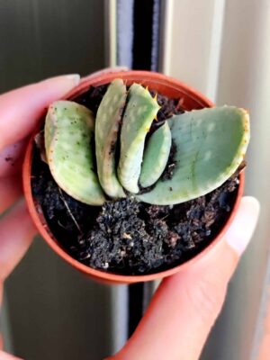 Aloe Marlothii 5,5