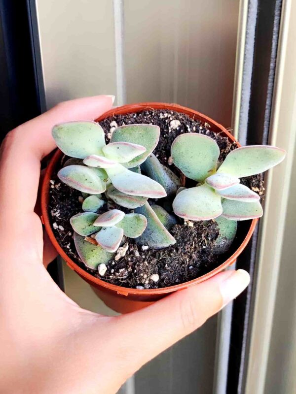 Crassula Plectranthus Socotranus 8,5